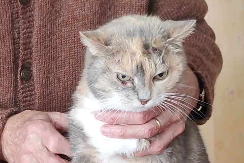 Vermisstmeldung Katze  Weiblich , 14 jahre Auxerre Frankreich