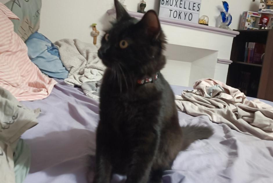 Disappearance alert Cat Male , 1 years Coulonges-sur-l'Autize France