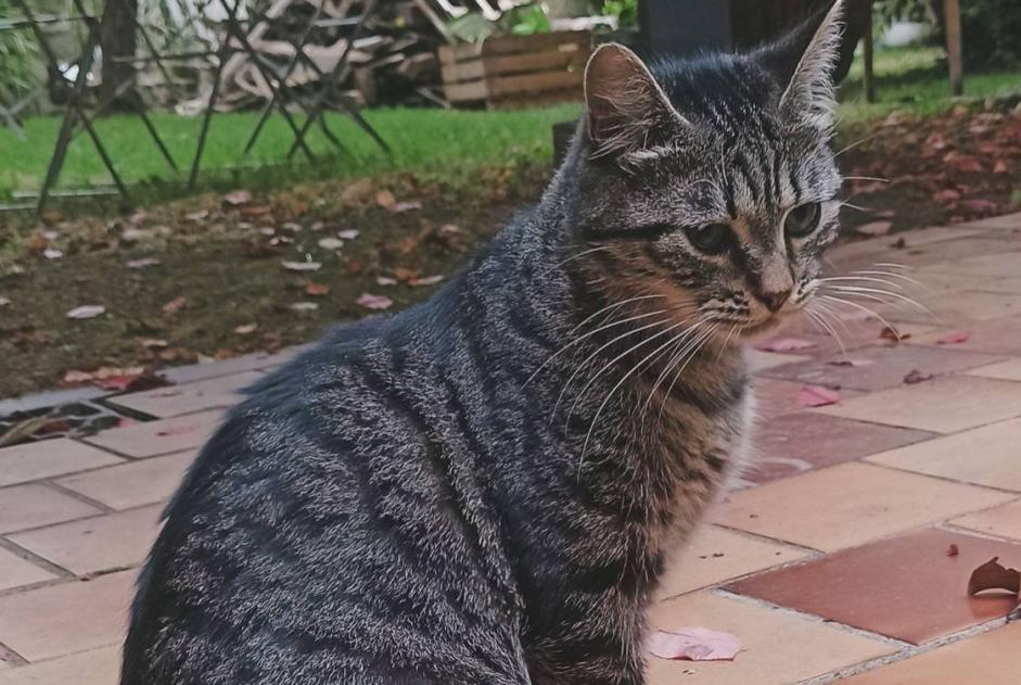 Alerta de Desaparición Gato  Macho , 1 años Niort Francia