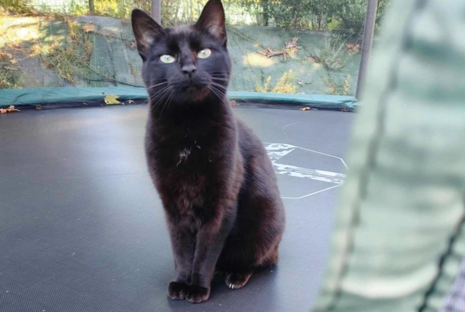 Alerta de Desaparición Gato  Macho , 6 años Pouldreuzic Francia