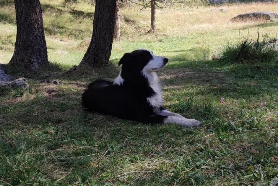 Alerta de Desaparición Perro  Macho , 3 años Notre-Dame-des-Landes Francia