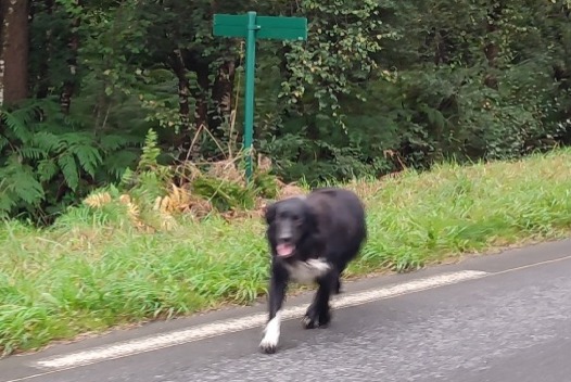 Alerta de Hallazgo Perro Desconocido Plouaret Francia