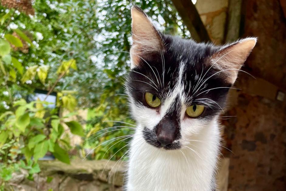 Alerte Découverte Chat Femelle Clermont-d'Excideuil France