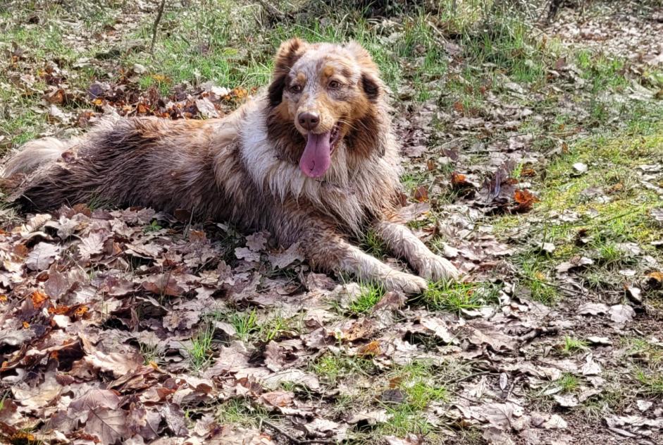 Alerte Disparition Chien  Femelle , 4 ans Castellane France