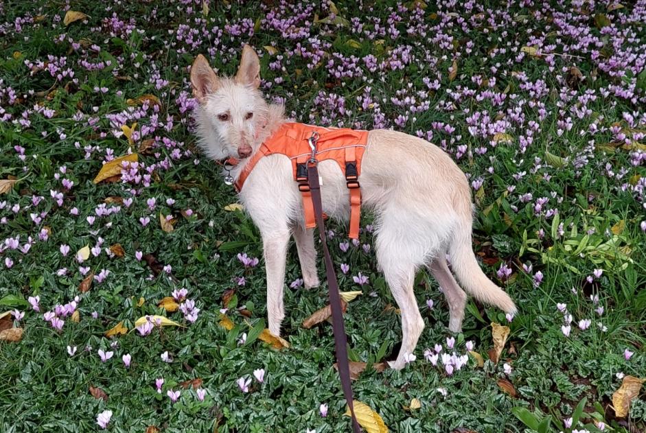 Avviso scomparsa Cane  Femmina , 8 anni Saint-Cybranet Francia