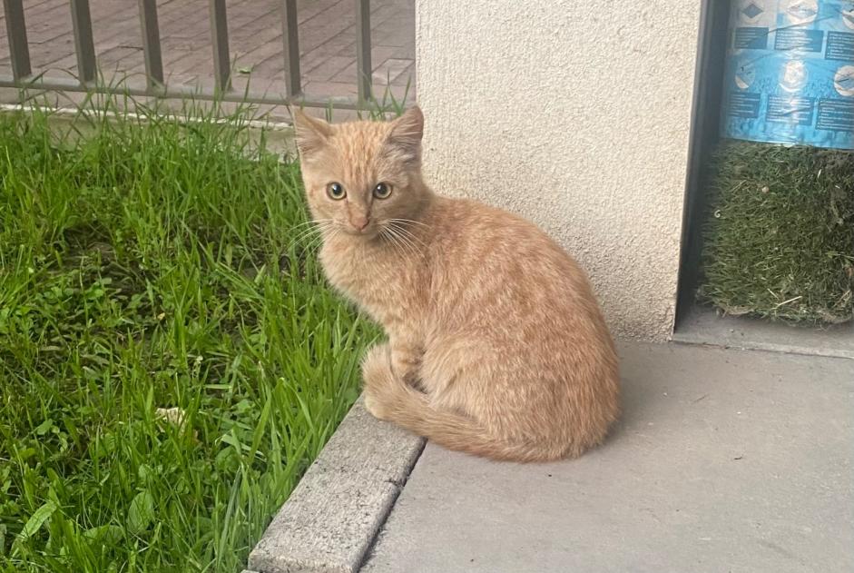 Avviso Ritrovamento Gatto  Non conosciuta Nantes Francia