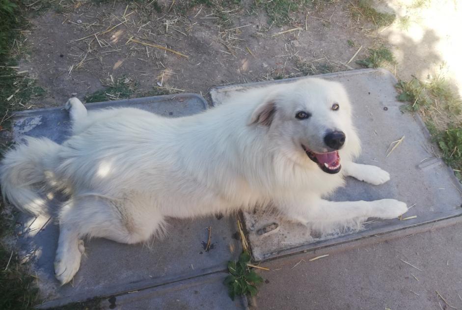 Alerta desaparecimento Cão  Macho , 6 anos Bergerac France