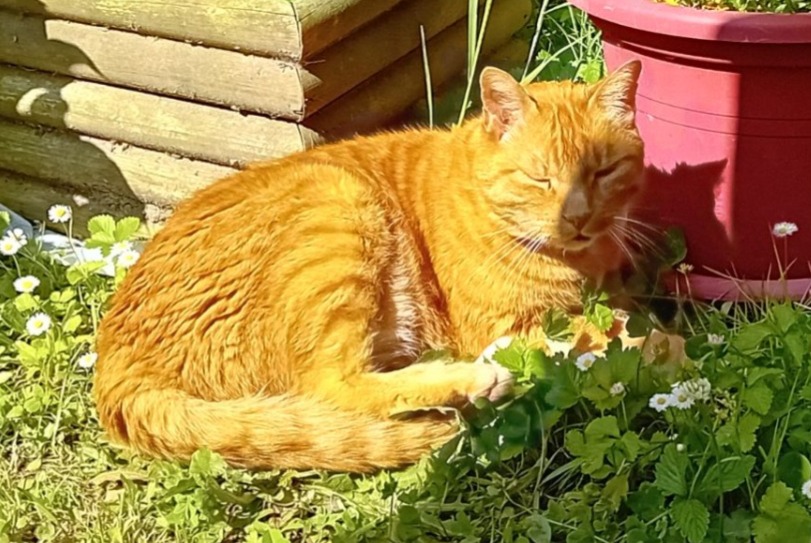 Alerta desaparecimento Gato Macho , 12 anos Anglet France